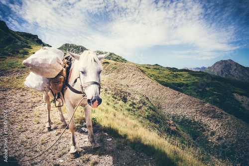 White Horse pack Animal with mountains and clouds landscape on background