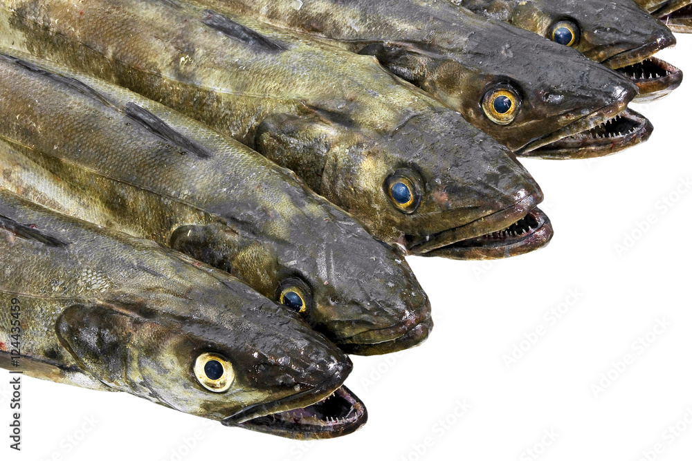 hake fresh isolated , merluccius merluccius, in white background hake fresh isolated , merluccius merluccius, in white background