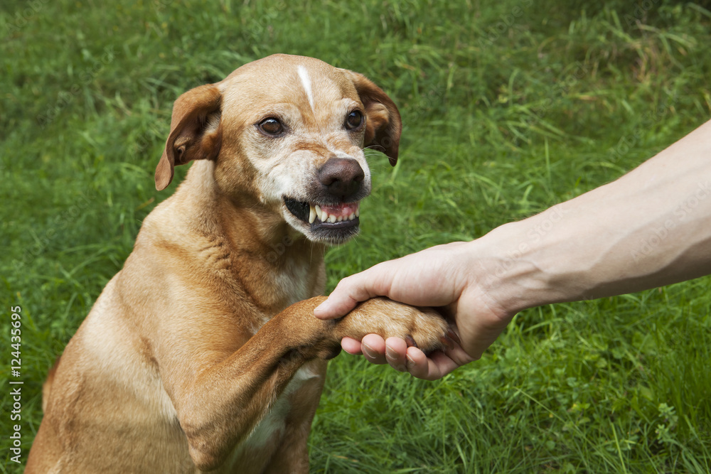 Unfriendly hand and paw shake. A brown dog in the grass. Unfriendly hand and paw shake. A brown dog in the grass.