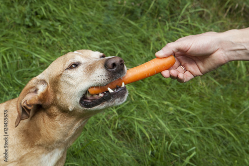 Human hand feeding a carrot to the brown dog.
