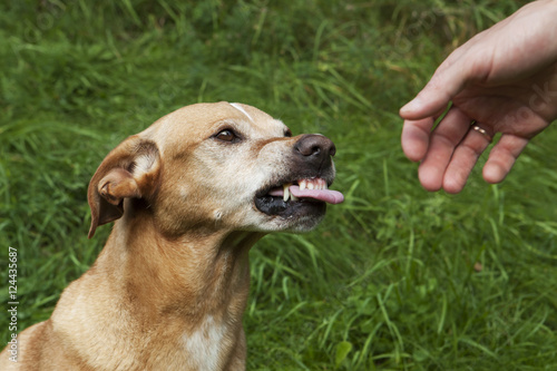 Foto A brown dog angry at a human hand.