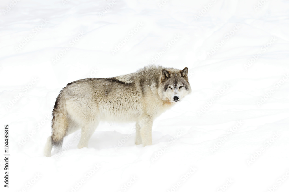 Obraz premium Timber wolf or Grey Wolf (Canis lupus) isolated on white background walking in the winter snow in Canada