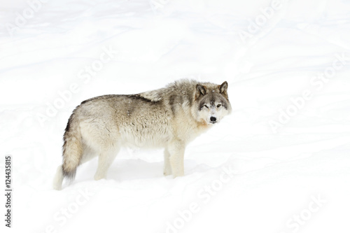 Timber wolf or Grey Wolf (Canis lupus) isolated on white background walking in the winter snow in Canada © Jim Cumming