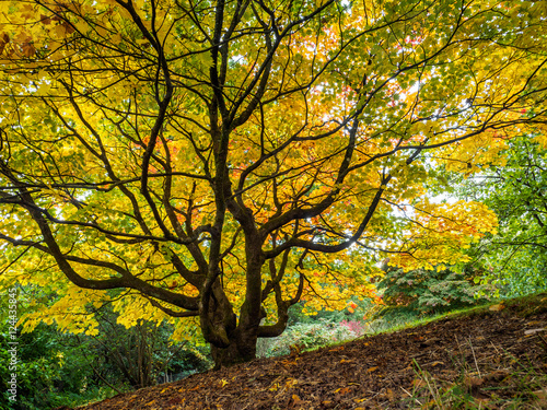 Acer Soccharinum Tree in Autumn