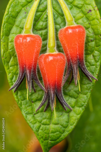 Epiphytic blueberrie (Ceratostema silvicola) photo