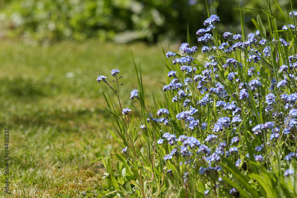 Fototapeta premium Vergissmeinnicht im Naturgarten