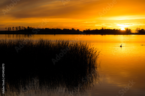 Swan at golden sunset