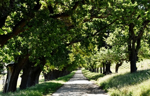 Landscape with a Oak tree Avenue on a wine farm