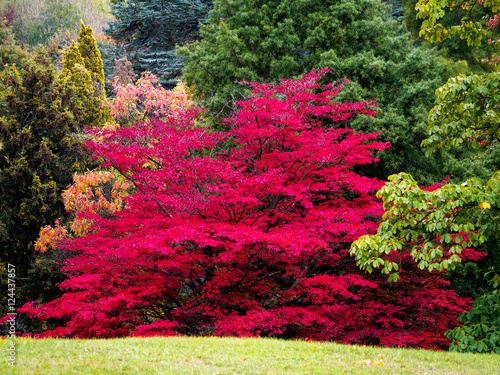 Japanese Maple (Acer palmatum) in Autumn Colours photo