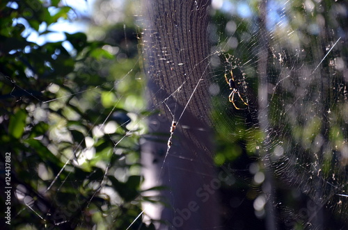 Spider hanging on the spider web. Spider web of the hunt. Spider web with colorful background.