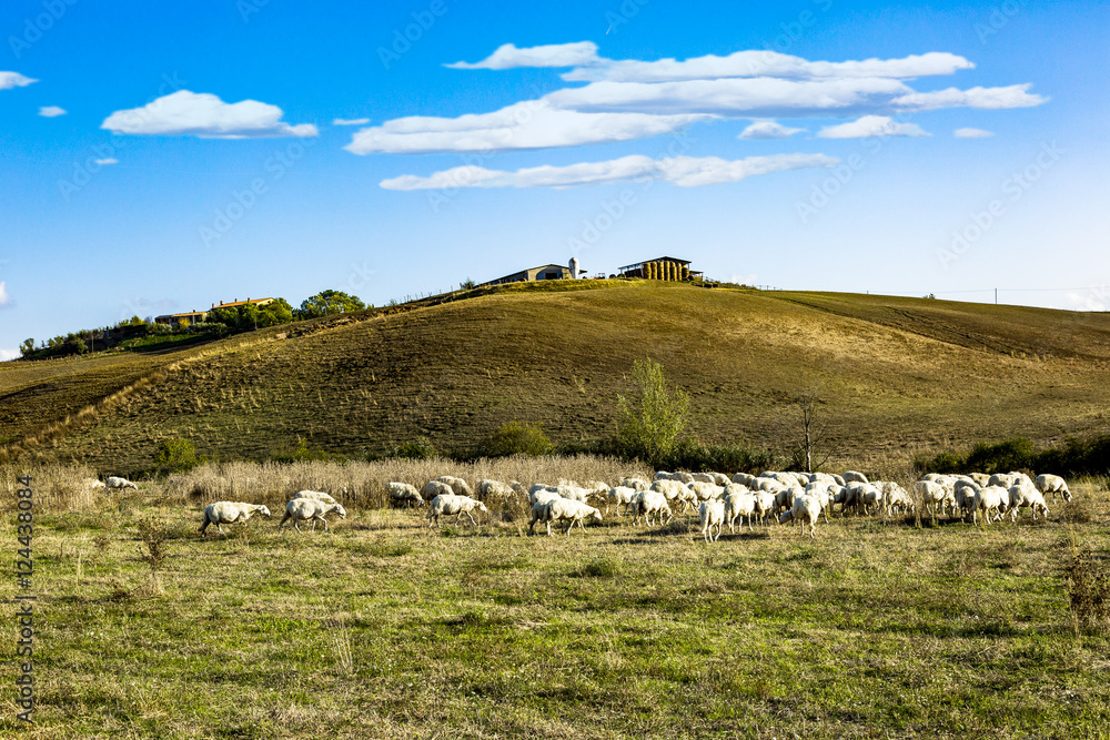 Fototapeta premium Tuscany Landscape with sheep