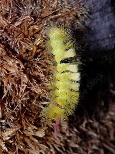beautiful green caterpillar Dasychira pudibunda crawling through the old moss      photo