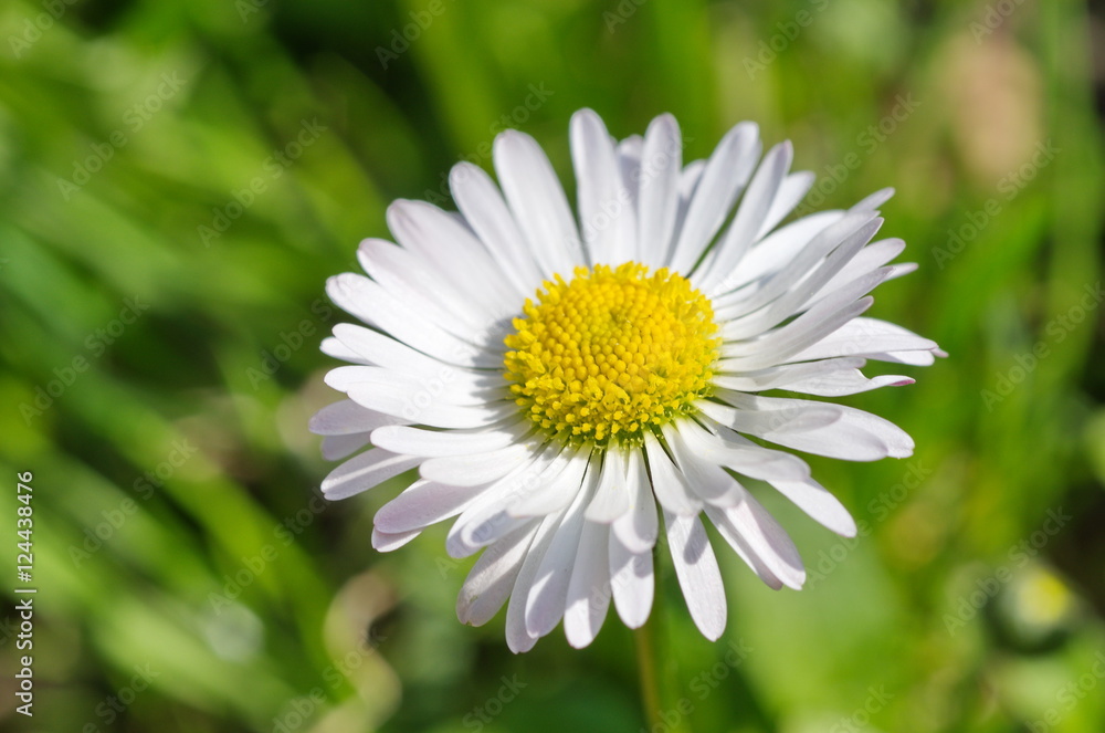 Perennial Daisy (lat. Bellis perennis) closeup Perennial Daisy (lat. Bellis perennis) closeup