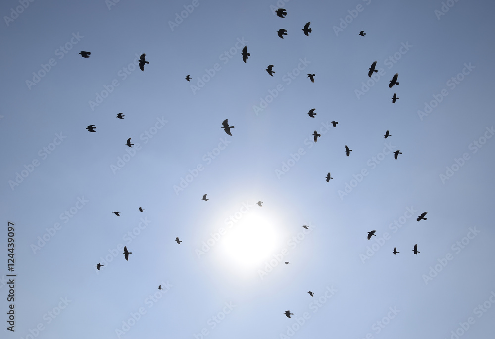 Silhouette of a flock of blackbird flying through a surreal evening sky with a fiery sun. Silhouette of a flock of blackbird flying through a surreal evening sky with a fiery sun.