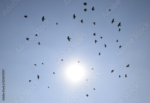 Silhouette of a flock of blackbird flying through a surreal evening sky with a fiery sun.