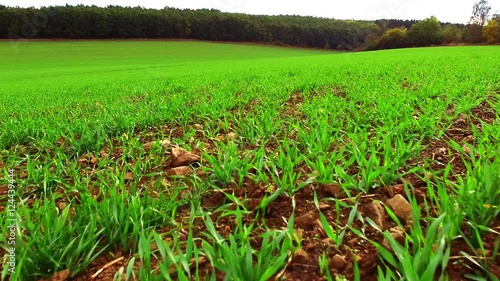 Drone start and flight over wheat field. Young seedlings in brown soil. New tool for farmers use drones to inspect of cultivated fields. Modern technology in agriculture.  photo