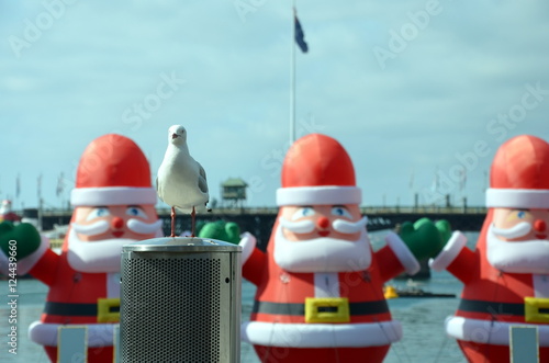 Photography Seagull in the front