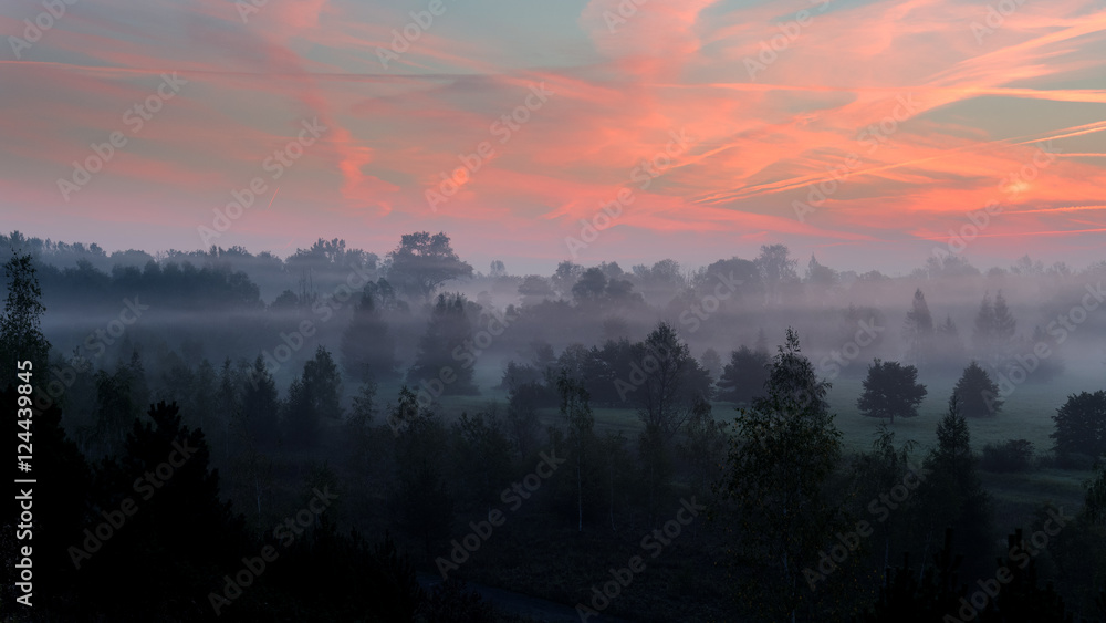 Strong morning fog above the park. Strong morning fog above the park.