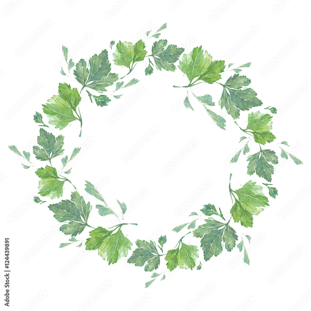 WATERCOLOR PARSLEY WREATH. Hand drawn sketch of plant. Watercolor ...