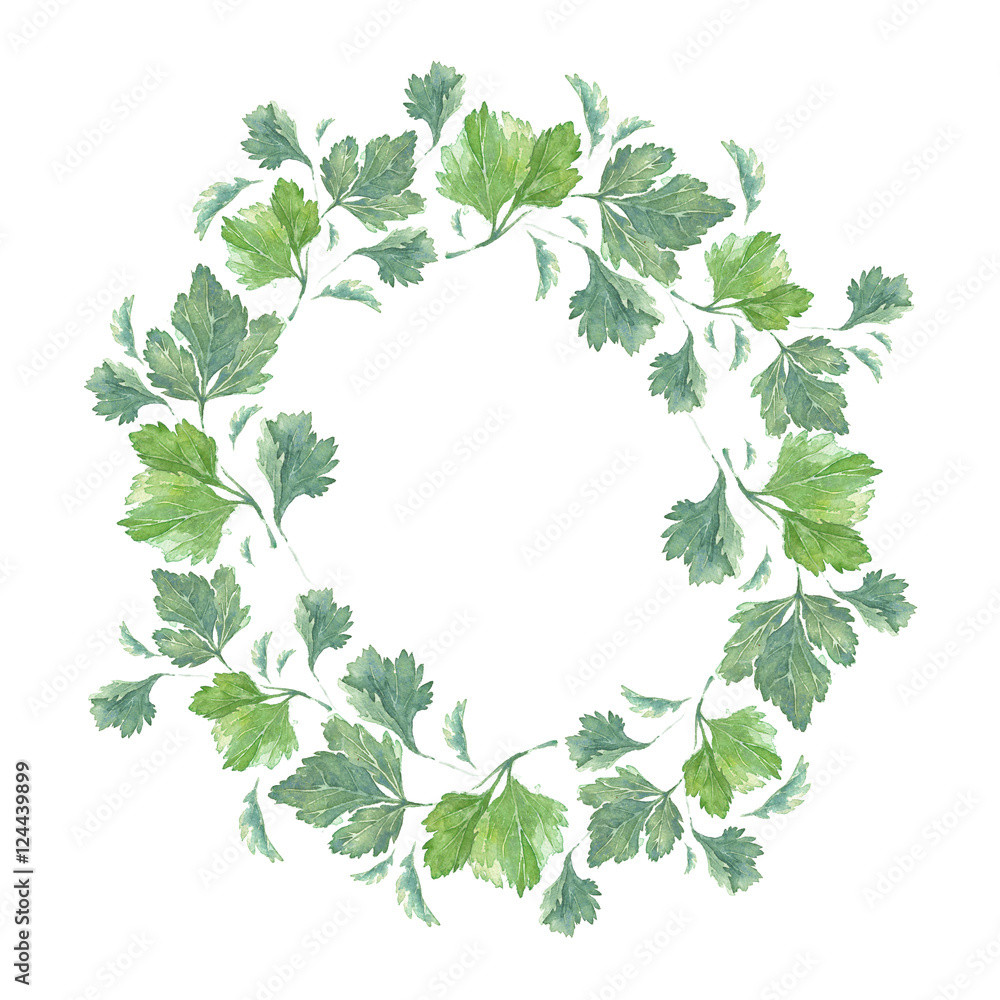 WATERCOLOR PARSLEY WREATH. Hand drawn sketch of plant. Watercolor ...