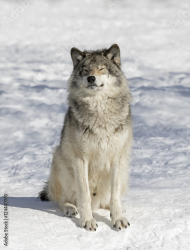 Wolf Zen a Timber wolf or Grey Wolf (Canis lupus) isolated on white background walking in the winter snow in Canada © Jim Cumming