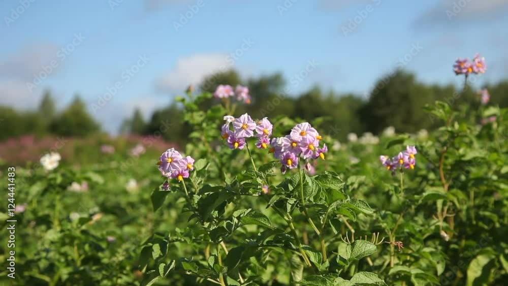 Multicolored flowers of potato plant closeup Multicolored flowers of potato plant closeup