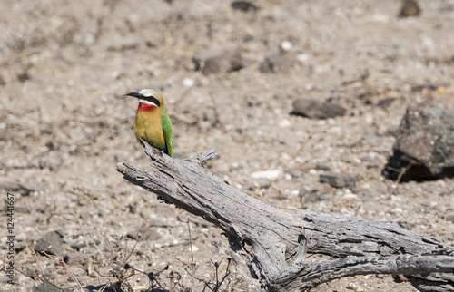 Wild Swallow-tailed Bee-eater (Merops hirundineus) Perching on a photo