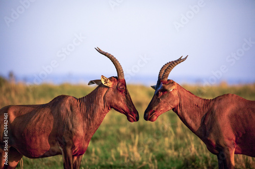 Two stoic topi antelope staring at each other on the savanna of Kenya's Masai Mara National Park photo