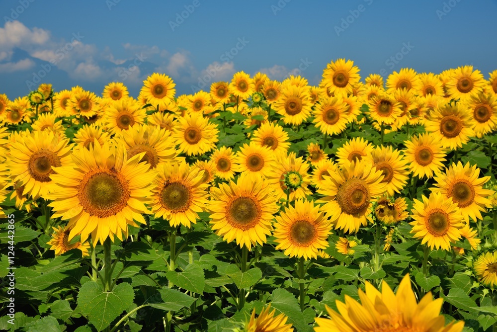 Fototapeta premium 明野のひまわり畑