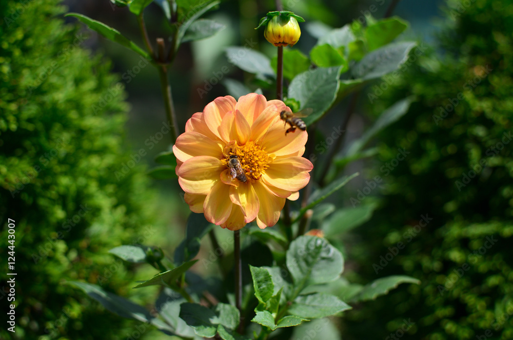 One bee is collecting nectar on a Dahlia flower and the other is approaching to the flower One bee is collecting nectar on a Dahlia flower and the other is approaching to the flower