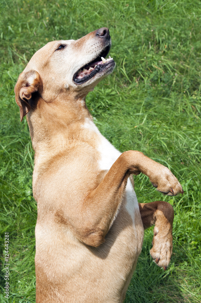 Obedient brown dog sitting in the grass on its hind legs. Obedient brown dog sitting in the grass on its hind legs.