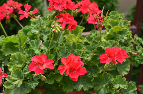 Fototapeta Naklejka Na Ścianę i Meble -  Closeup of shrub of red Geranium flowers in ornamental garden