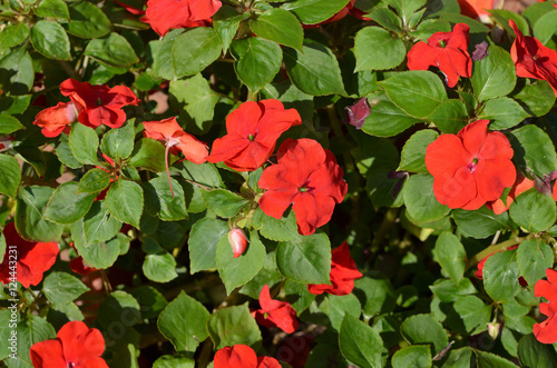 Fototapeta Naklejka Na Ścianę i Meble -  Closeup of bush of red flowers in ornamental garden