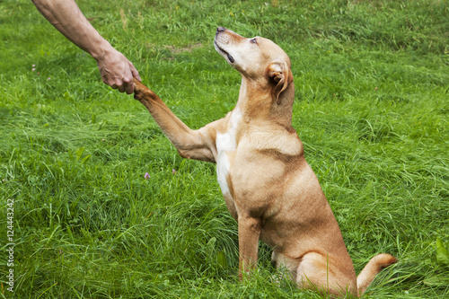 Hand and paw shake. A brown dog in the grass.