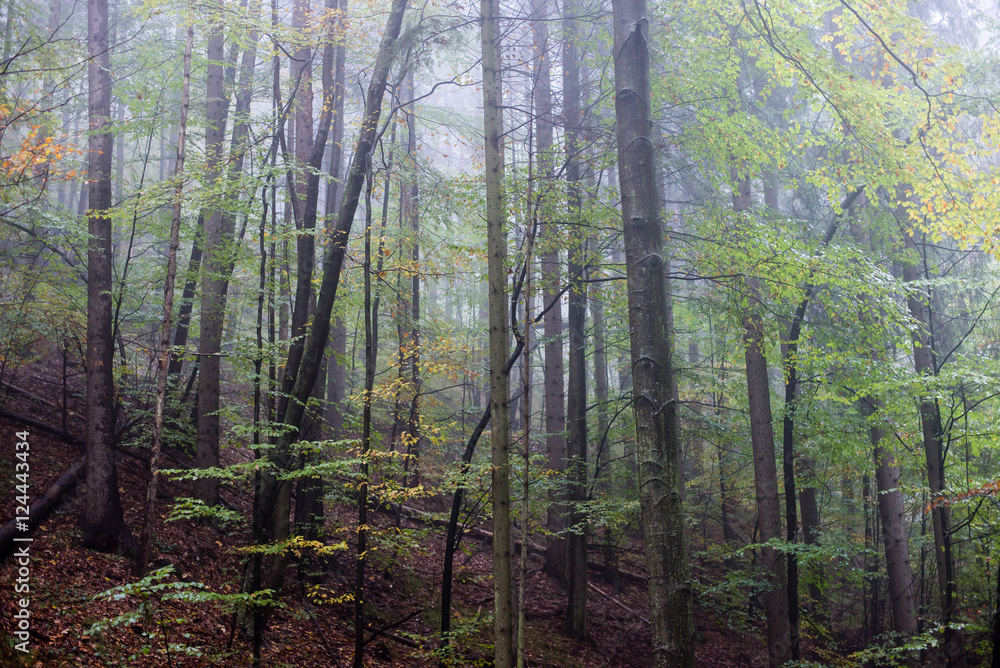 Fototapeta premium colorfull autumn trees in heavy mist in forest
