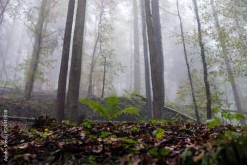 colorfull autumn trees in heavy mist in forest