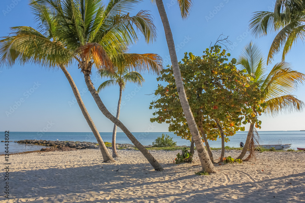 Coconut palms at Rest Beach in Key West, Florida, United States. Rest Beach  is located next to Higgs Beach. Stock Photo | Adobe Stock