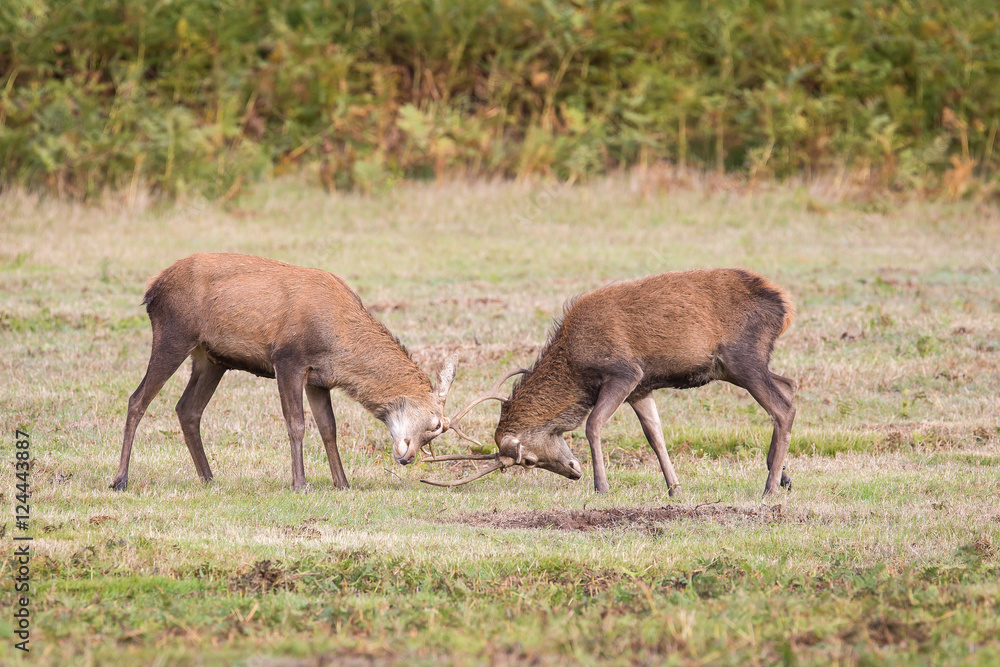 Fototapeta premium Red Deer Stag