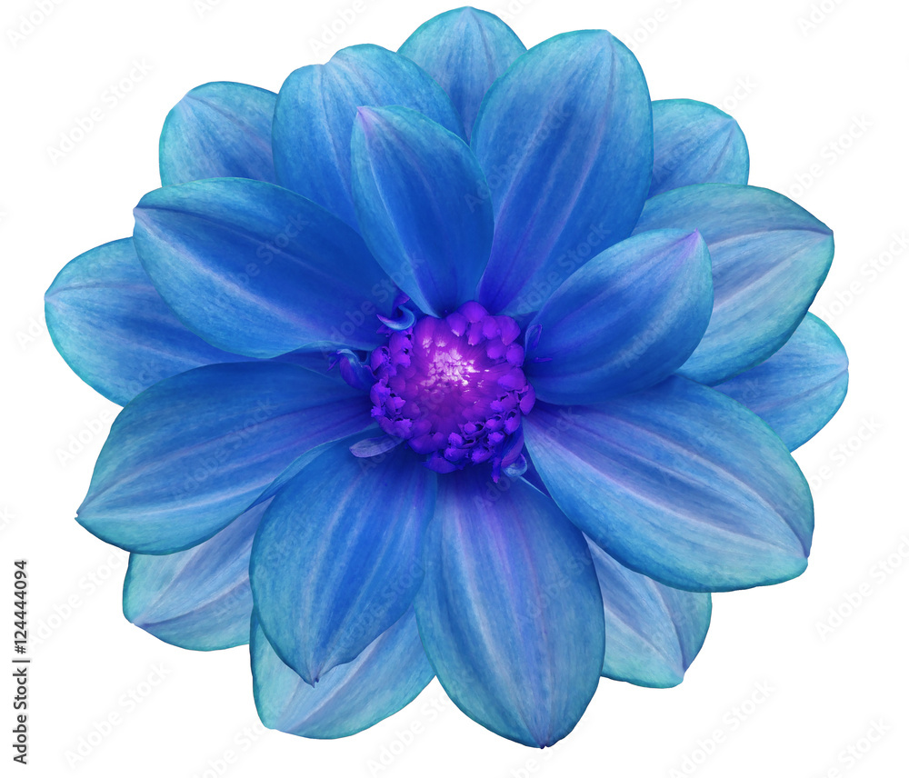 Fototapeta premium blue flower garden, white isolated background with clipping path. Nature. Closeup no shadows. purple center.