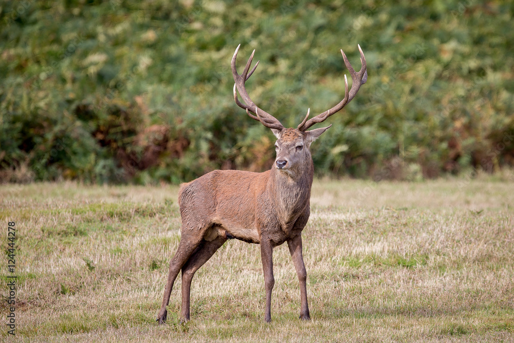 Obraz premium Red Deer Stag