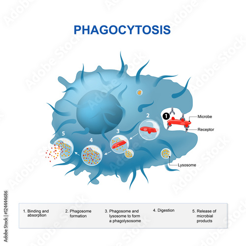 Phagocytosis photo