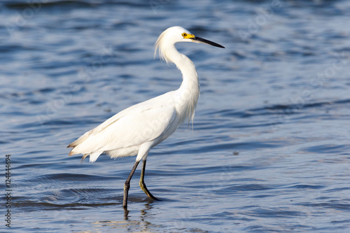 Snowy Egret walking on the beach in the ocean water looking for food