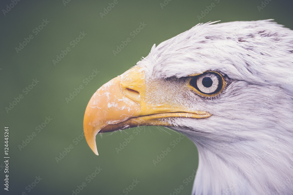 Portrait d'aigle pyrargue