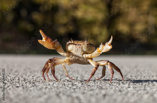 Crab on the street