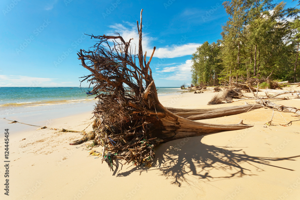 Dead tree trunk on beach Dead tree trunk on beach