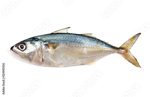 Fresh mackerel isolated on white background.Fresh mackerel fish