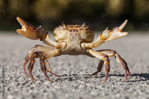 Obraz Crab on the street