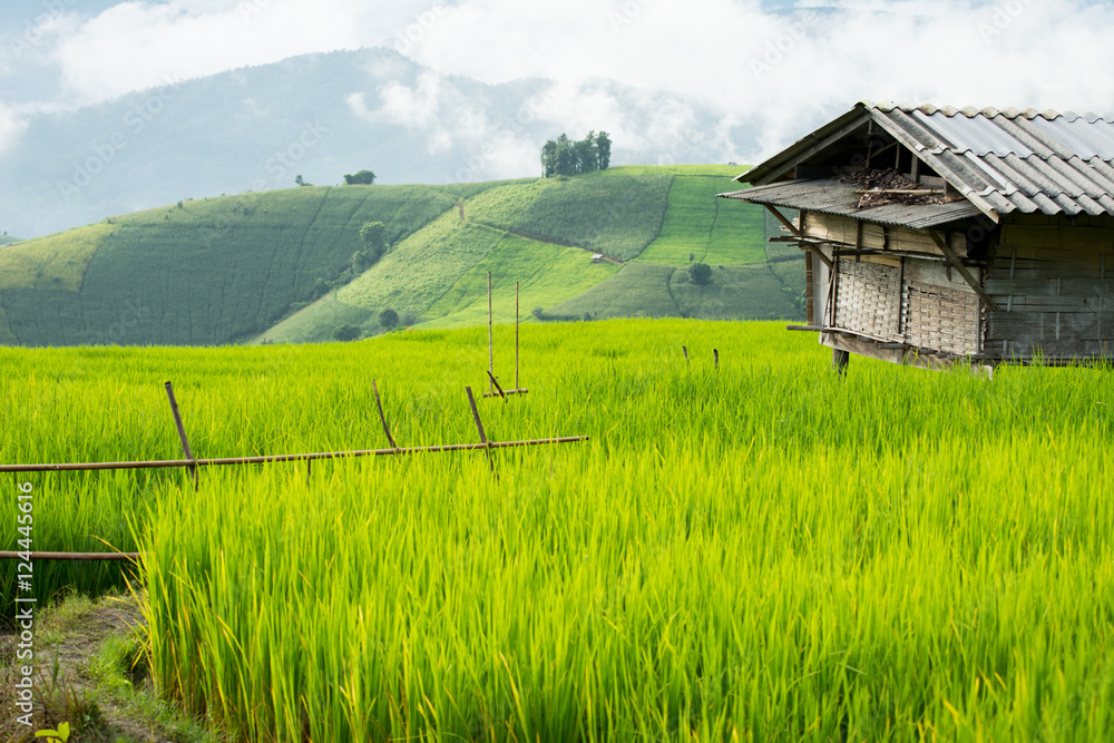 Green Terraced Rice Field in Pa Pong Pieng , Mae Chaem, Chiang Mai, Thailand Green Terraced Rice Field in Pa Pong Pieng , Mae Chaem, Chiang Mai, Thailand
