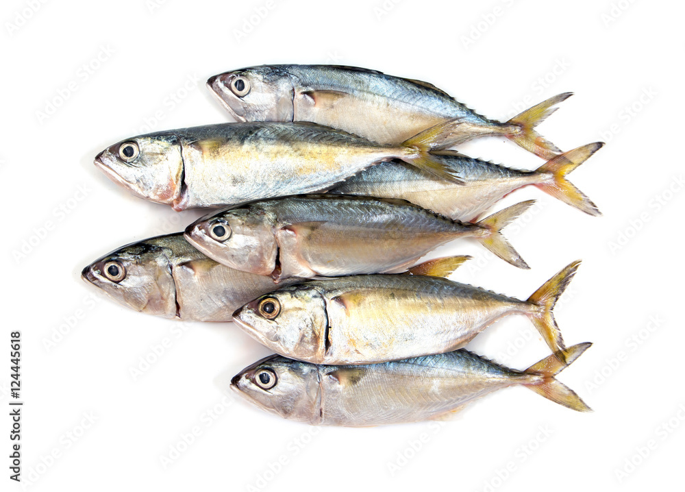 Fresh mackerel fish isolated on white background.Mackerel isolat Fresh mackerel fish isolated on white background.Mackerel isolat