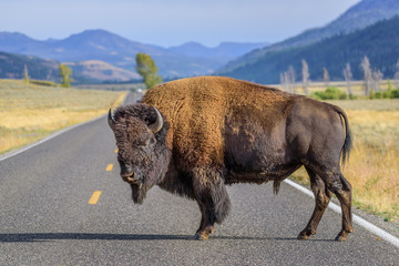 Fototapete Bison Großer Bisonbulle im Lamar Valley  © Inger